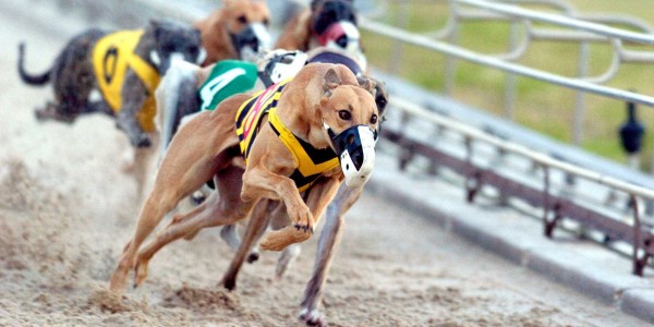 Greyhounds Racing